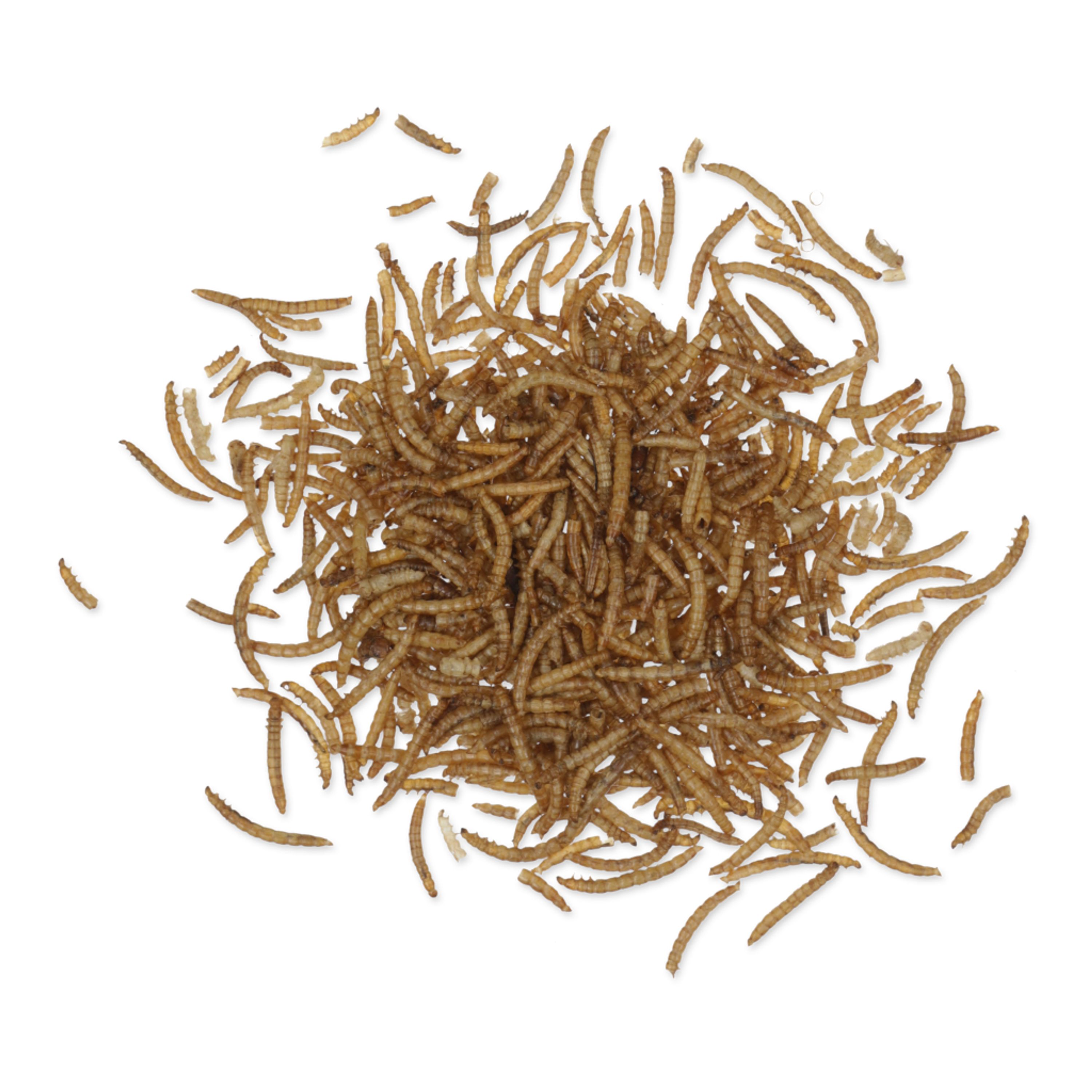 Getrocknete Mehlwürmer 2kg | Vogelfutter | CJ Wildlife